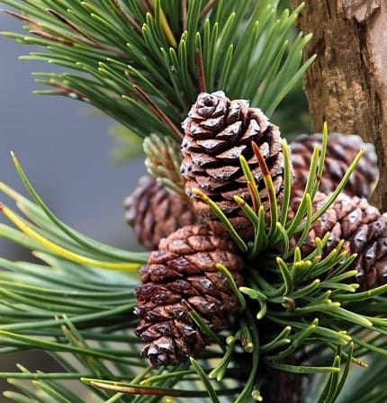 Heilpflanzen-Latschenkiefer (Pinus pumilio)
