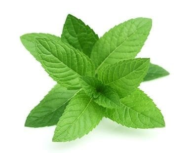 Pfefferminze (Mentha piperita)